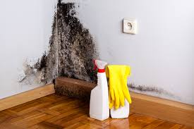 Why You Should Choose Our Mold Remediation Services in Oxnard, CA